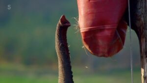 Wonderful World of Baby Animals 1×3