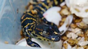 Wonderful World of Baby Animals 1×2
